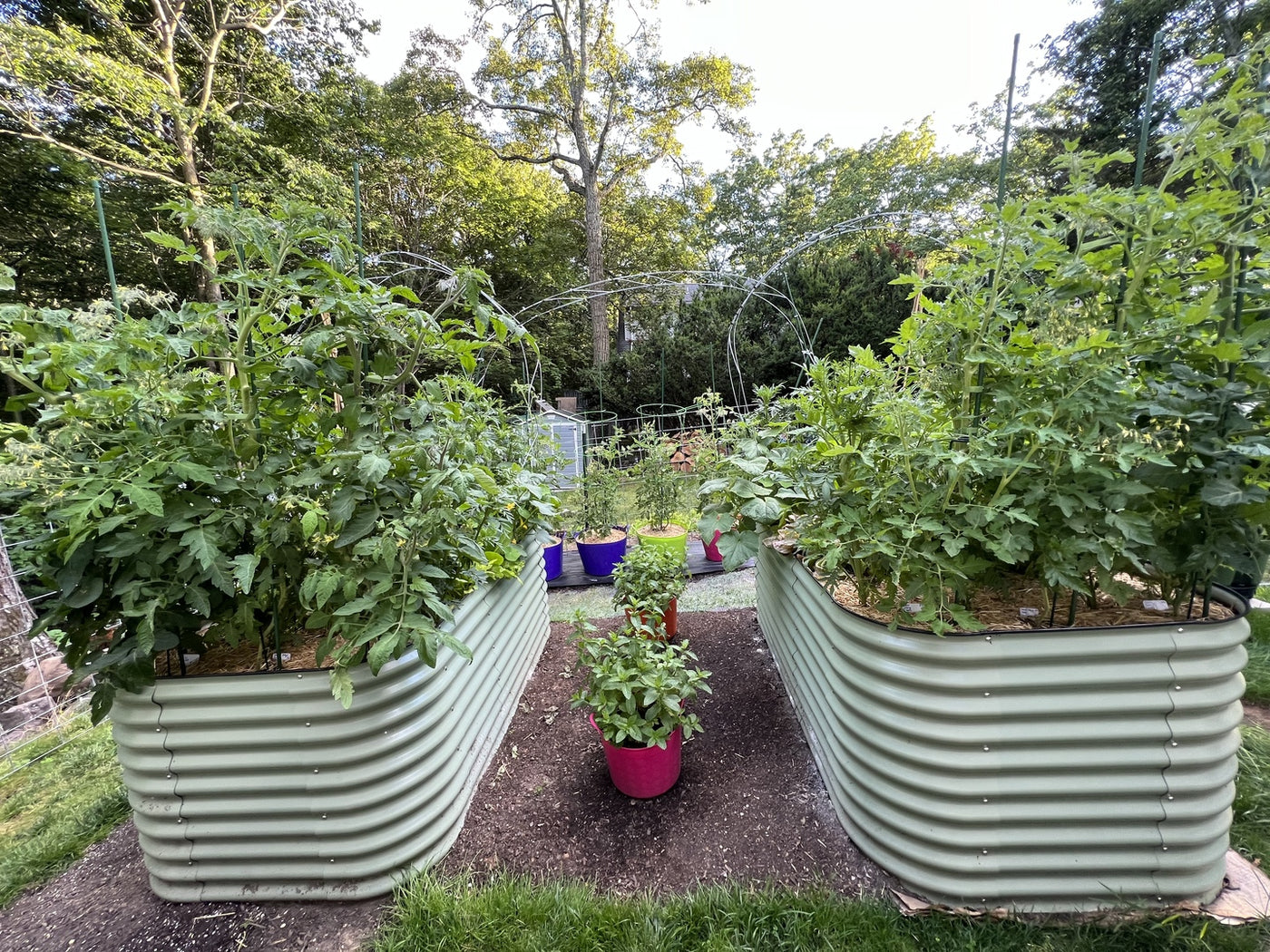 How to Get Rid of Ants on Raised Garden Beds