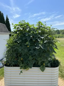 Raised Garden Bed Plans Img